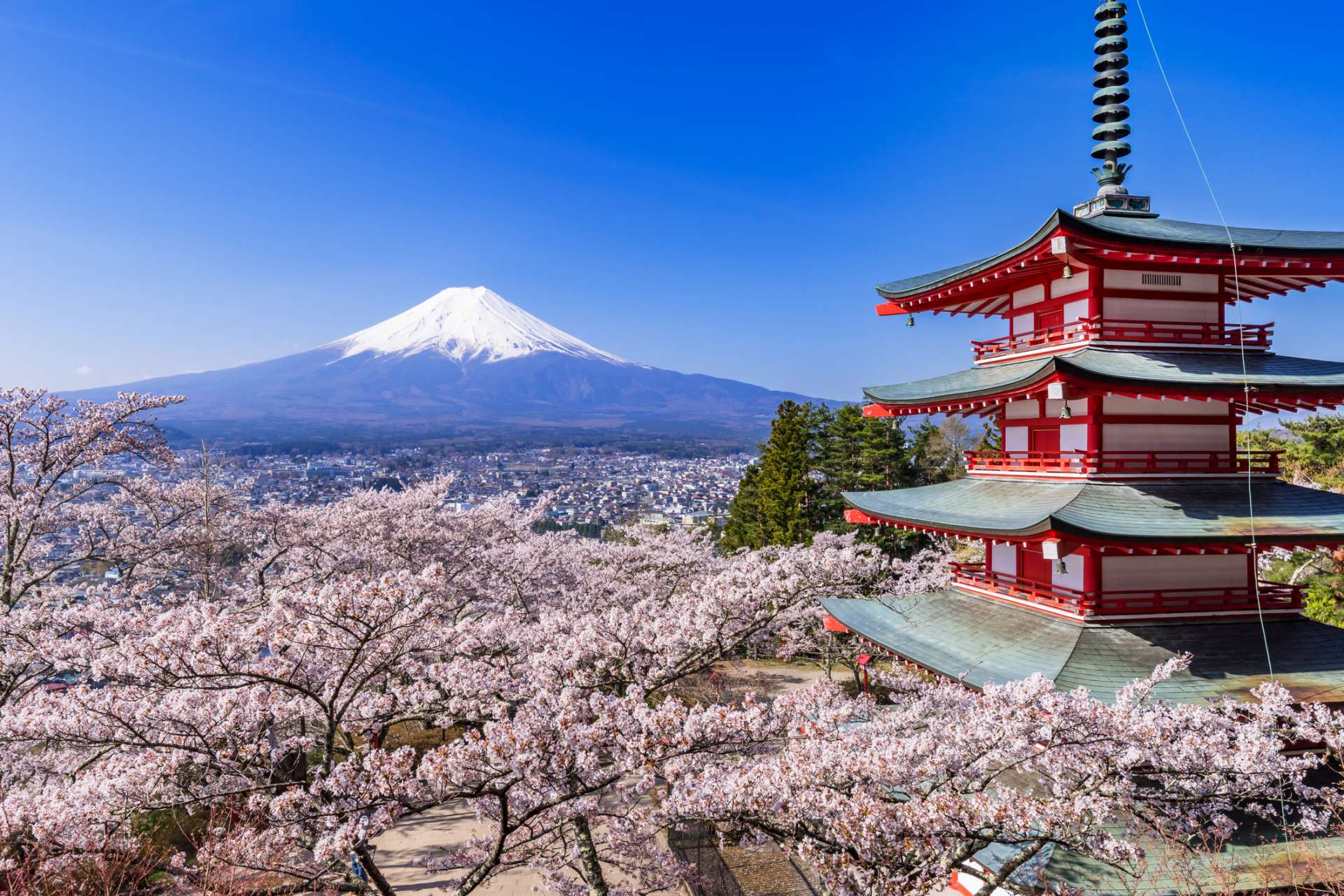 ニッポンの誇り。「富士山」と「桜」の絶景スポットを楽しむ