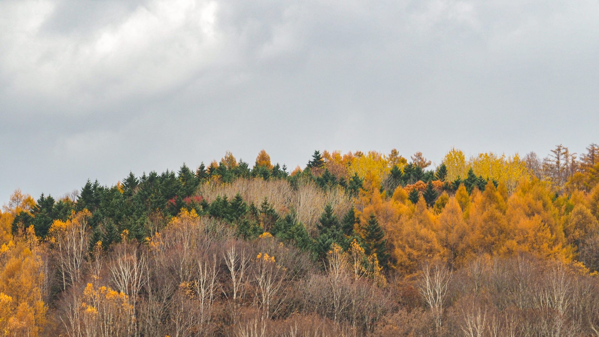 黄金色のカラマツの葉と白い白樺の幹（深川市）｜Golden larch leaves and white birch trunks in Fukagawa City
