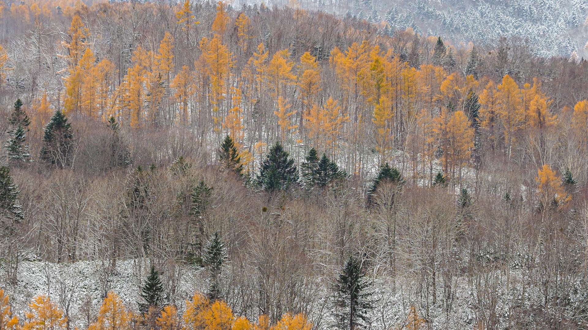 雪の日、伊達市山腹のカラマツ林｜Larch woods on a mountainside on a snowy day in Date City