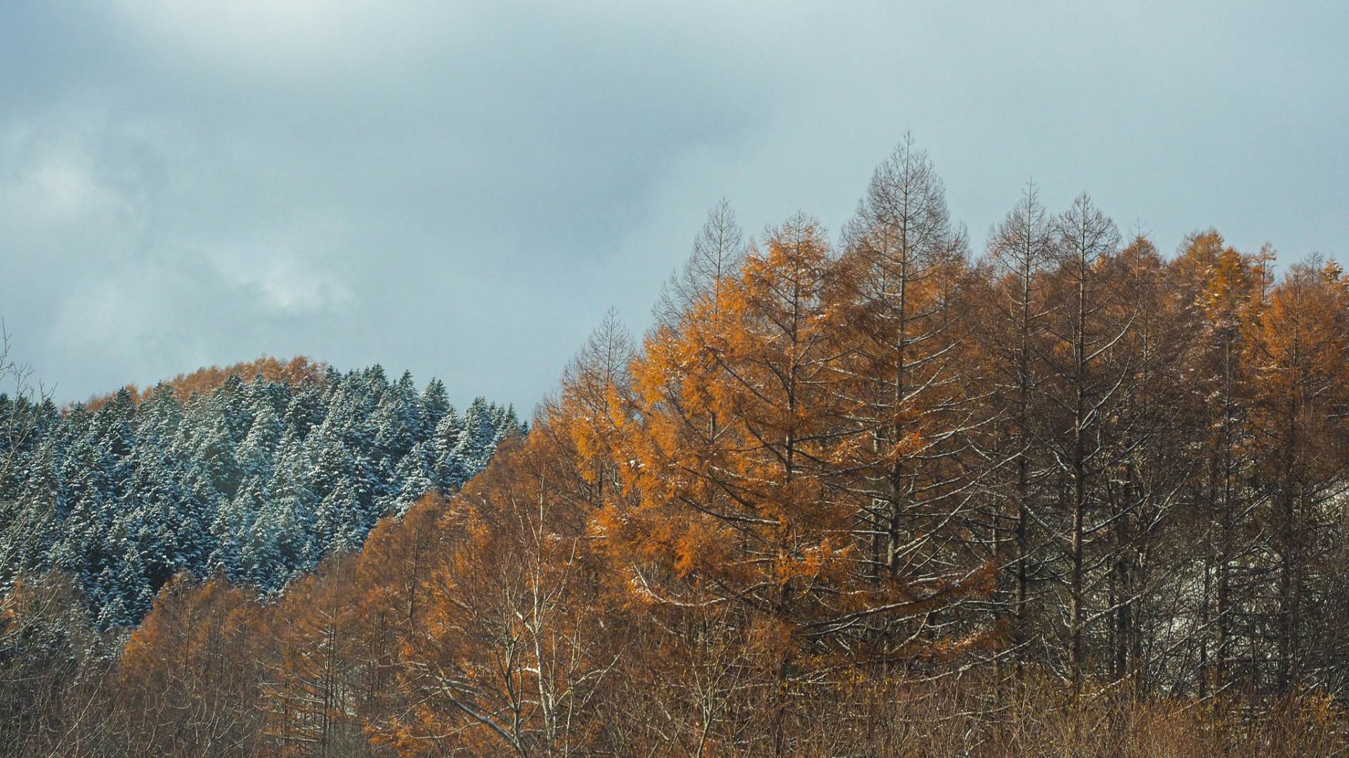 支笏湖に近い美笛峠（国道453号）のカラマツJapanese larch woods on the Route 453 around the Lake Shikotsu