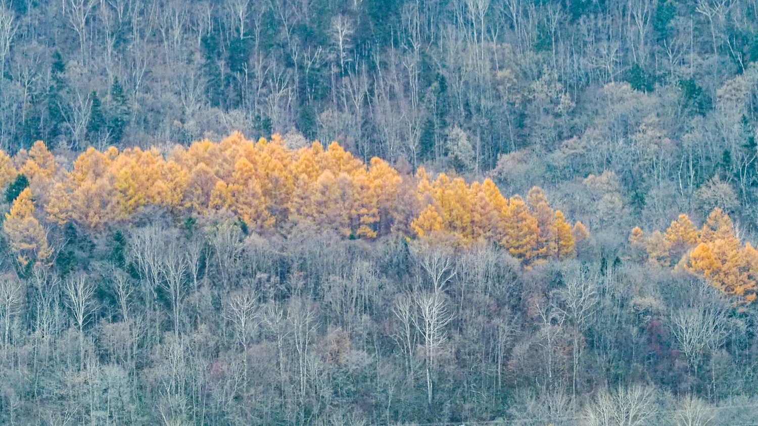紅葉のカラマツ林とシラカバの森｜White birch and autumn colors of Japanese larch in Kamikawa area