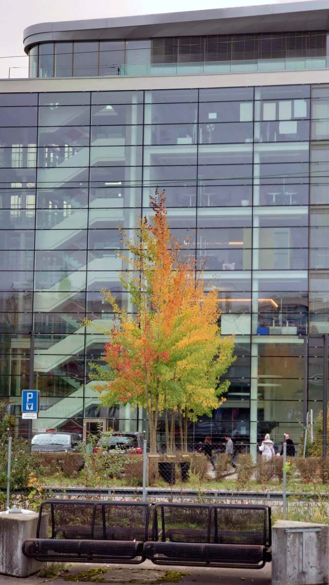 カラフルな紅葉する木