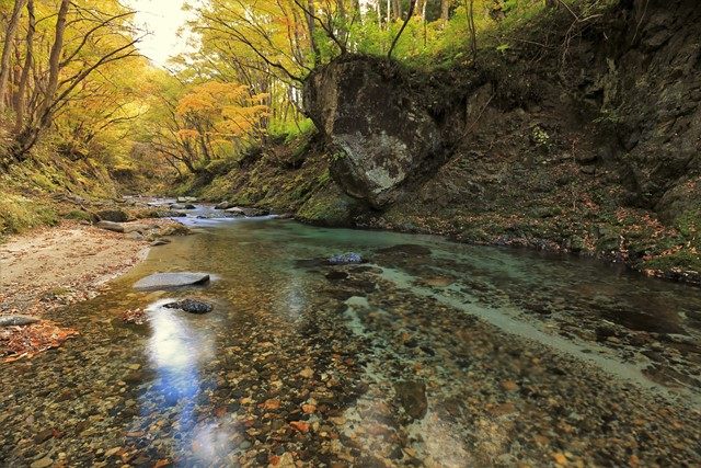 林道から幾つかある踏み跡を辿って鱒沢川の河川敷へと下りてみます。
浅く穏やかな流れのポイントが多く、黄色系を中心とする紅葉に囲まれます