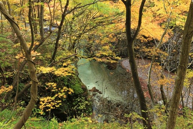 林道からでも透明度の高い鱒沢川と紅葉のコラボが楽しめます。
