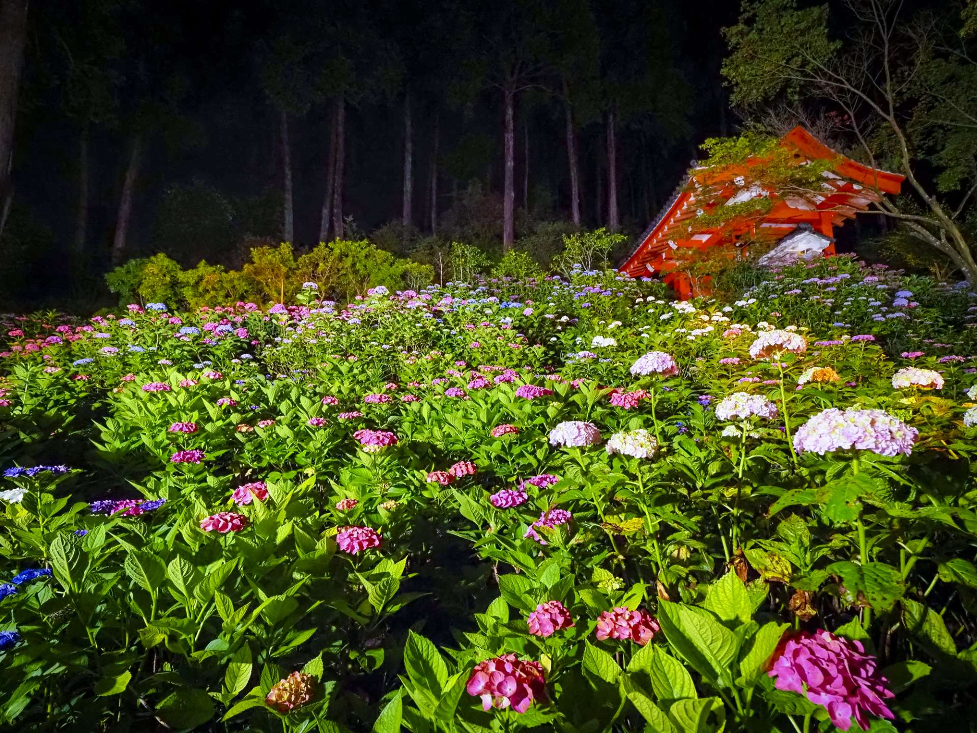 アジサイ開花期の土・日曜の夜はライトアップされます