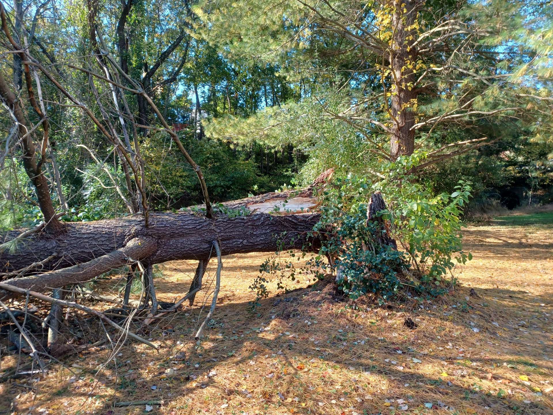 強風の影響で根元から折れてしまった松の木。