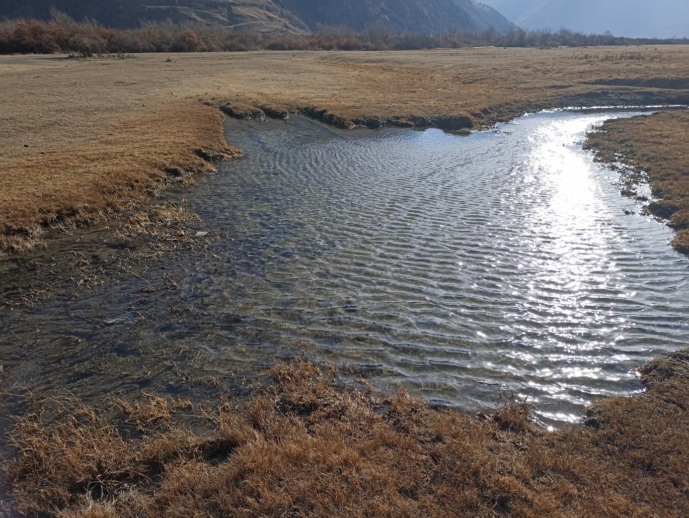 沼地になっている小川