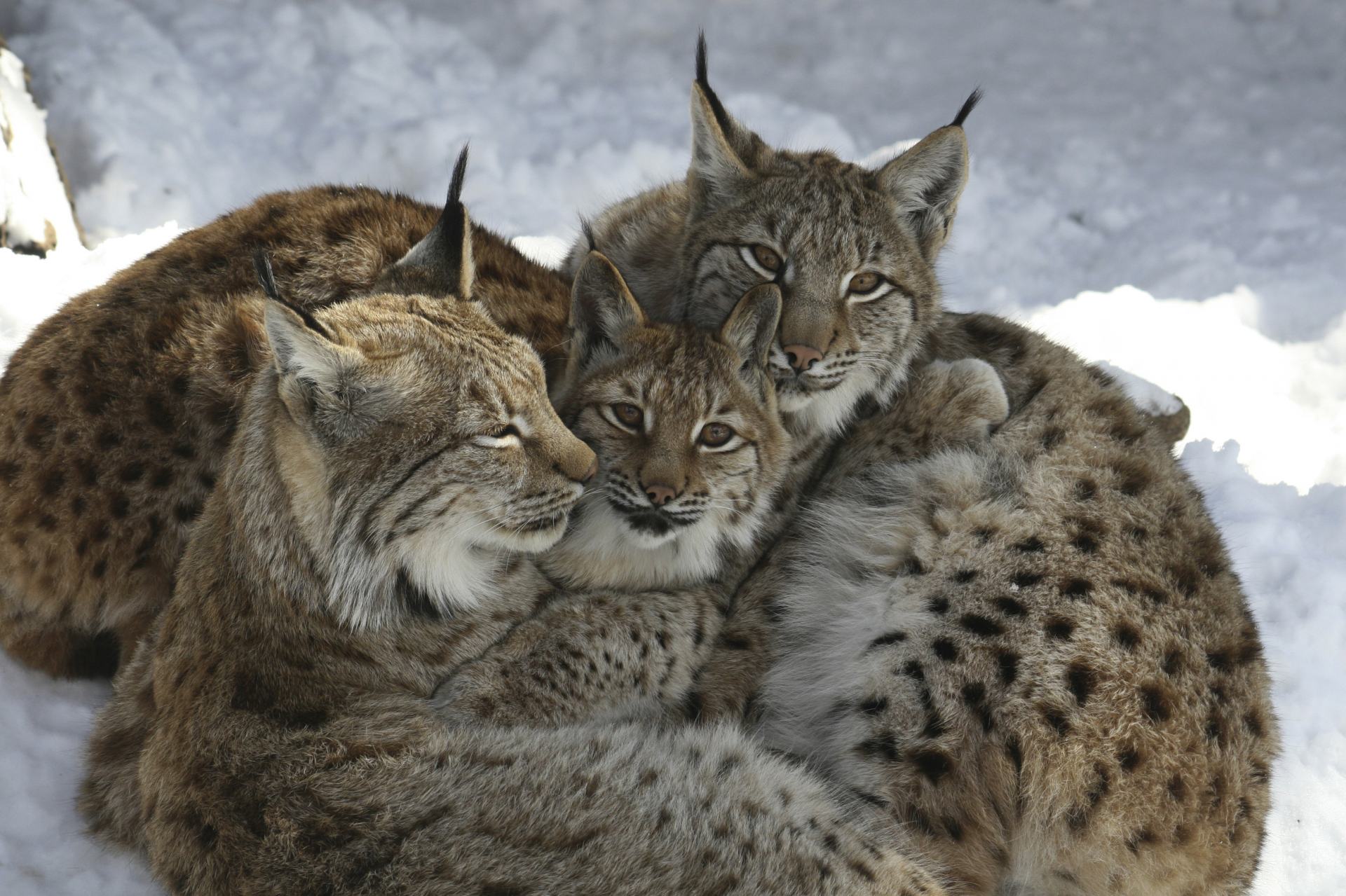 雪の中で身を寄せ合う動物園のヨーロッパオオヤマネコたち