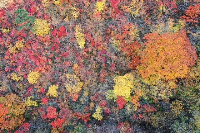 ビジターセンター南東側の紅葉を真俯瞰にて。