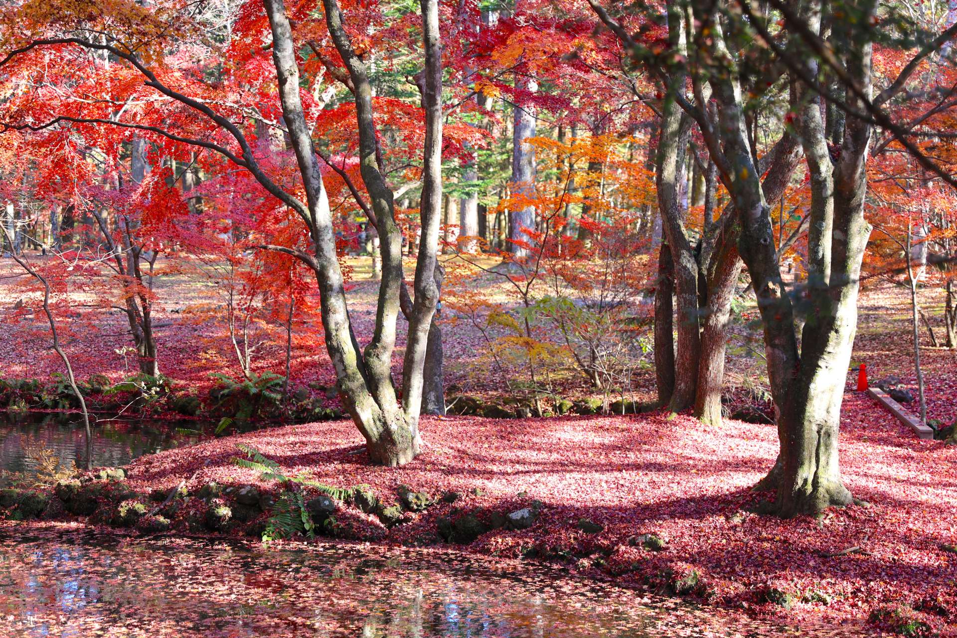 ネイバーフッドホストが見どころと教えてくれた雲場池。11月上旬でまさに紅葉のピーク