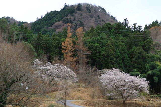 直ぐに塩手山の北峰と四季桜が視界に飛び込んで来ます。