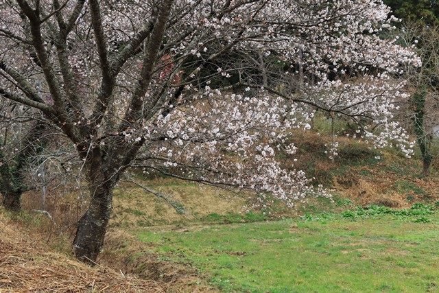 一年に春と初冬の二回花を咲かせるという四季桜🌸
こちらを目的に訪れる方も少なくないとのことです。