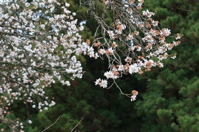 開花期は比較的長く、例年11月中旬頃から3~4週間ほど楽しむことが出来ます♪
ややピーク過ぎのタイミングでしたが、桜らしく散り始めもまた美しいです。
