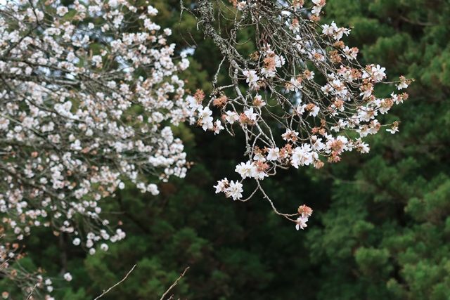 開花期は比較的長く、例年11月中旬頃から3～4週間ほど楽しむことが出来ます♪
ややピーク過ぎのタイミングでしたが、桜らしく散り始めもまた美しいです。