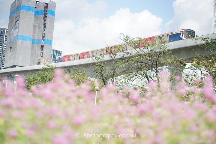 市内を走るBTS(高架鉄道)