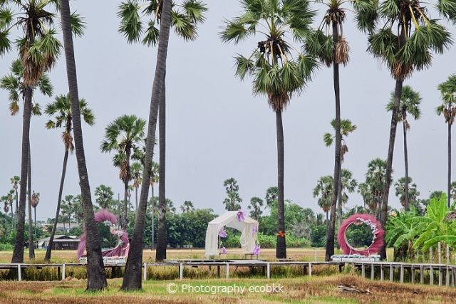 タイ・パトゥムターニー県のインスタ映えスポット!サトウヤシと田んぼが眺められる「アイリーン・カフェ(The Aileen Cafe