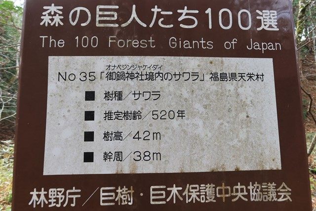 （神社前にある巨木のサワラについて）
神社前にあるサワラは、林野庁指定の森の巨人たち100選の一つです。