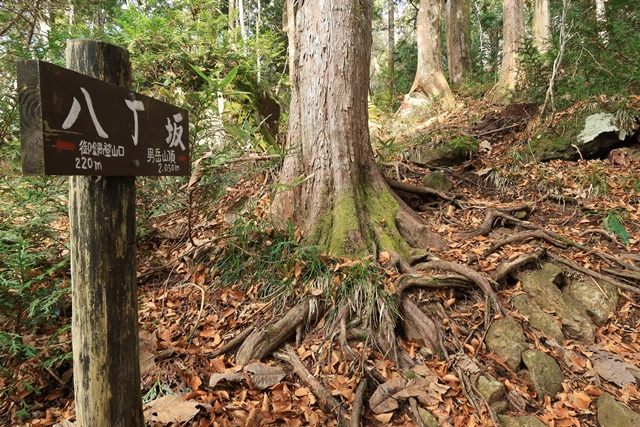 特に難所はありませんが、意外と急登が続きます。