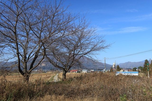 踏切脇にある桜の木周辺は、観光パンフ等にも載る撮影スポットの一つです。