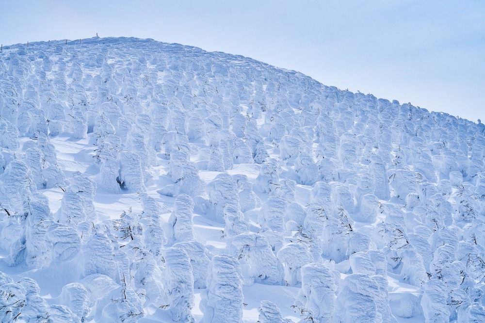 冬は美しい樹氷を目当てに世界中から観光客が集まります