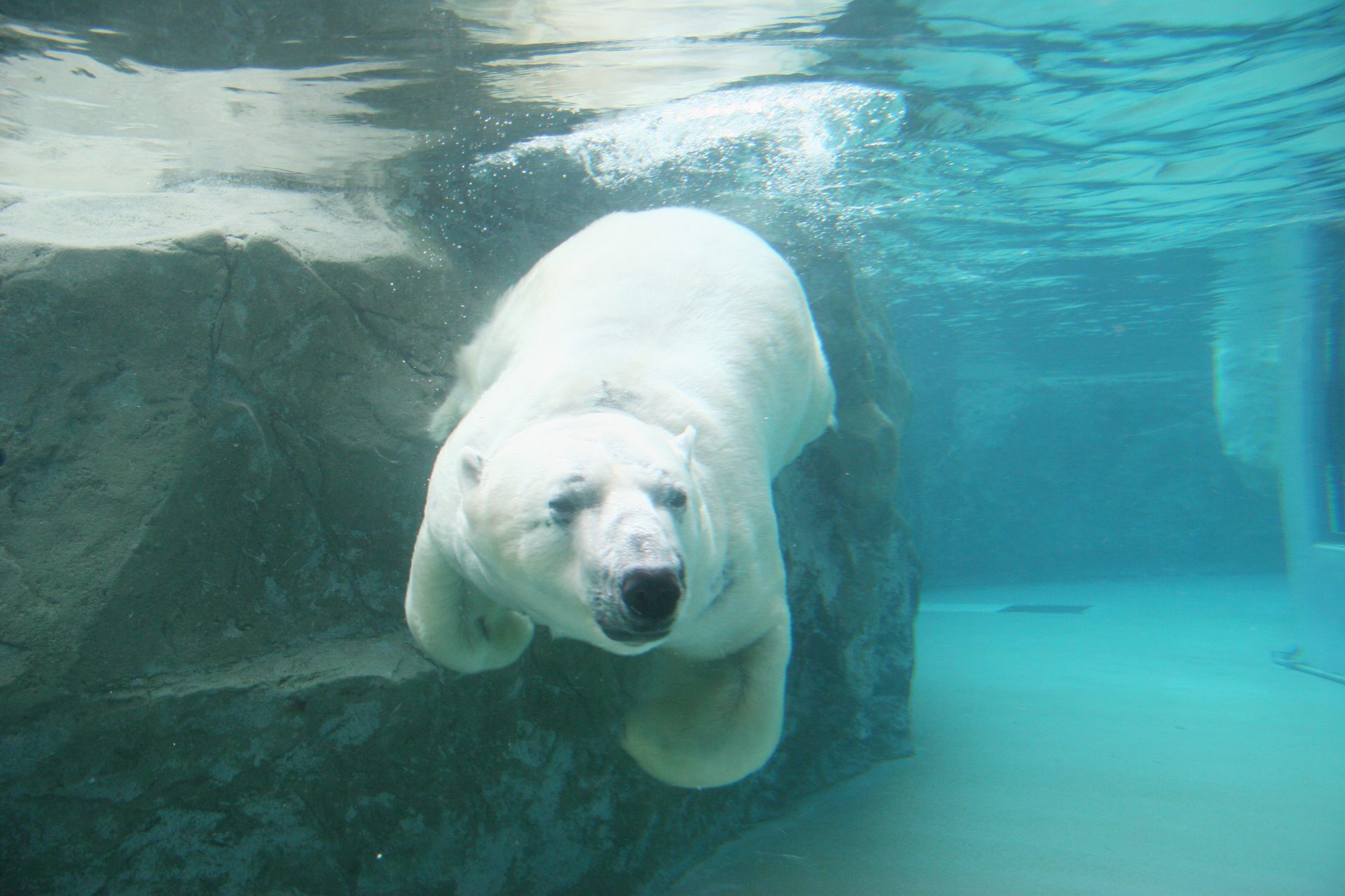 プールで泳ぐホッキョクグマ。2022年12月現在、1歳になる子グマも見られる　©PIXTA