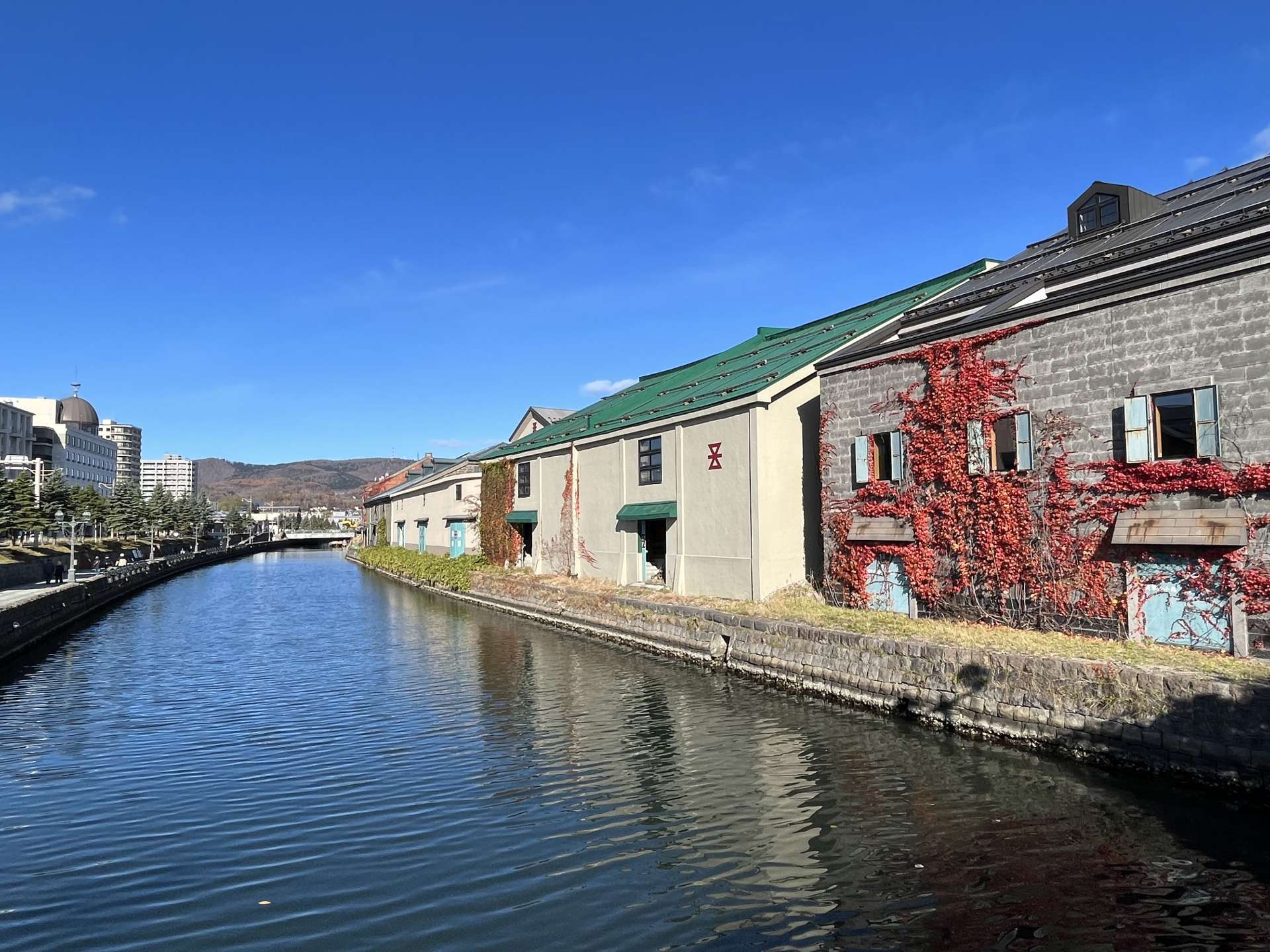 浅草橋からの小樽運河。倉庫の壁をツタの紅葉が彩る