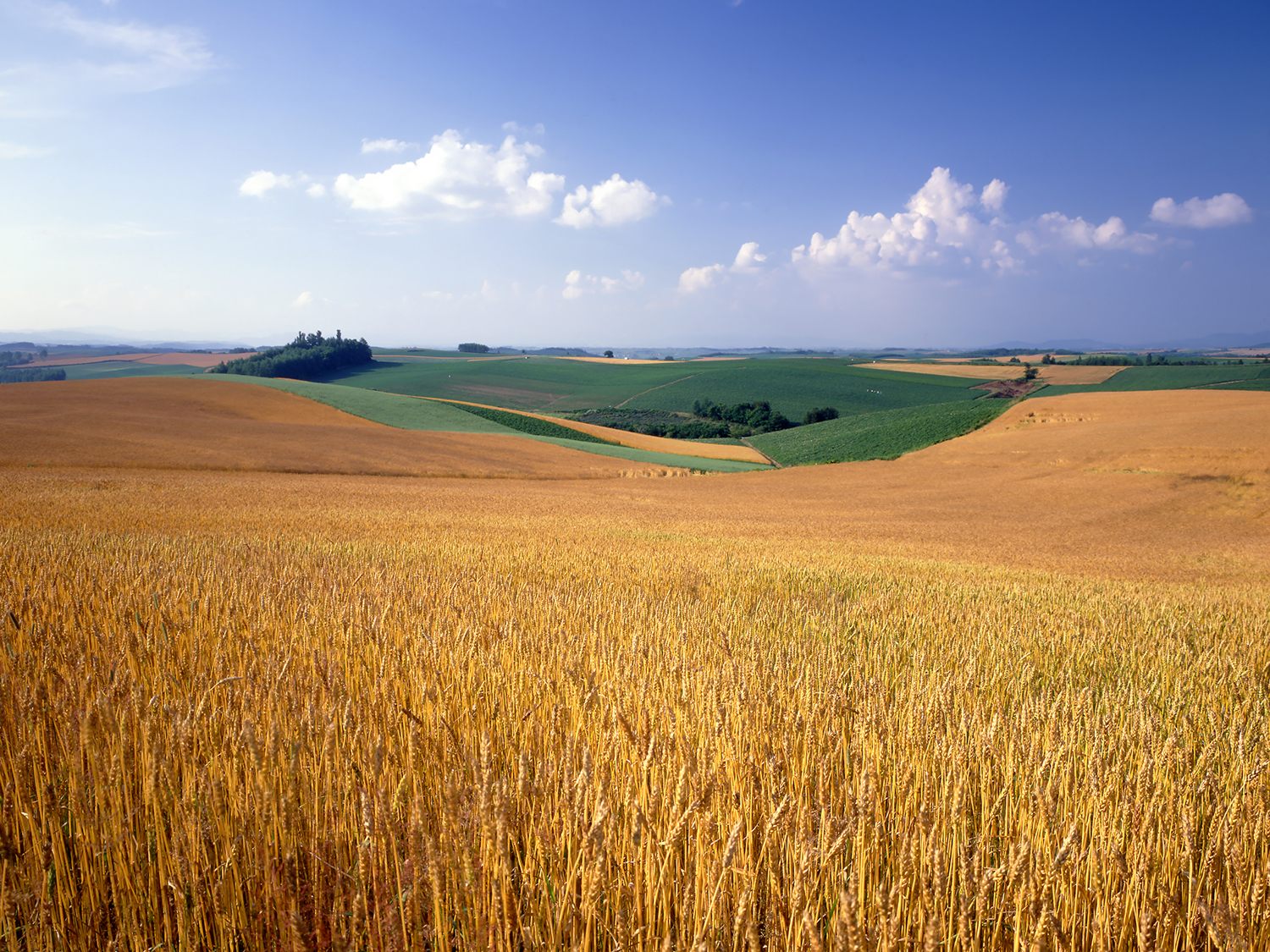 小麦の穂が風に揺れる秋の美瑛の丘