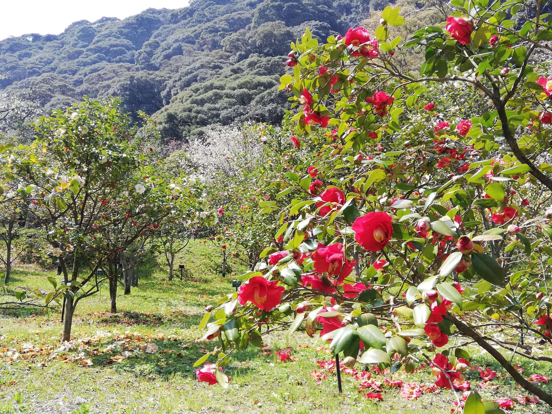 大島公園　椿園