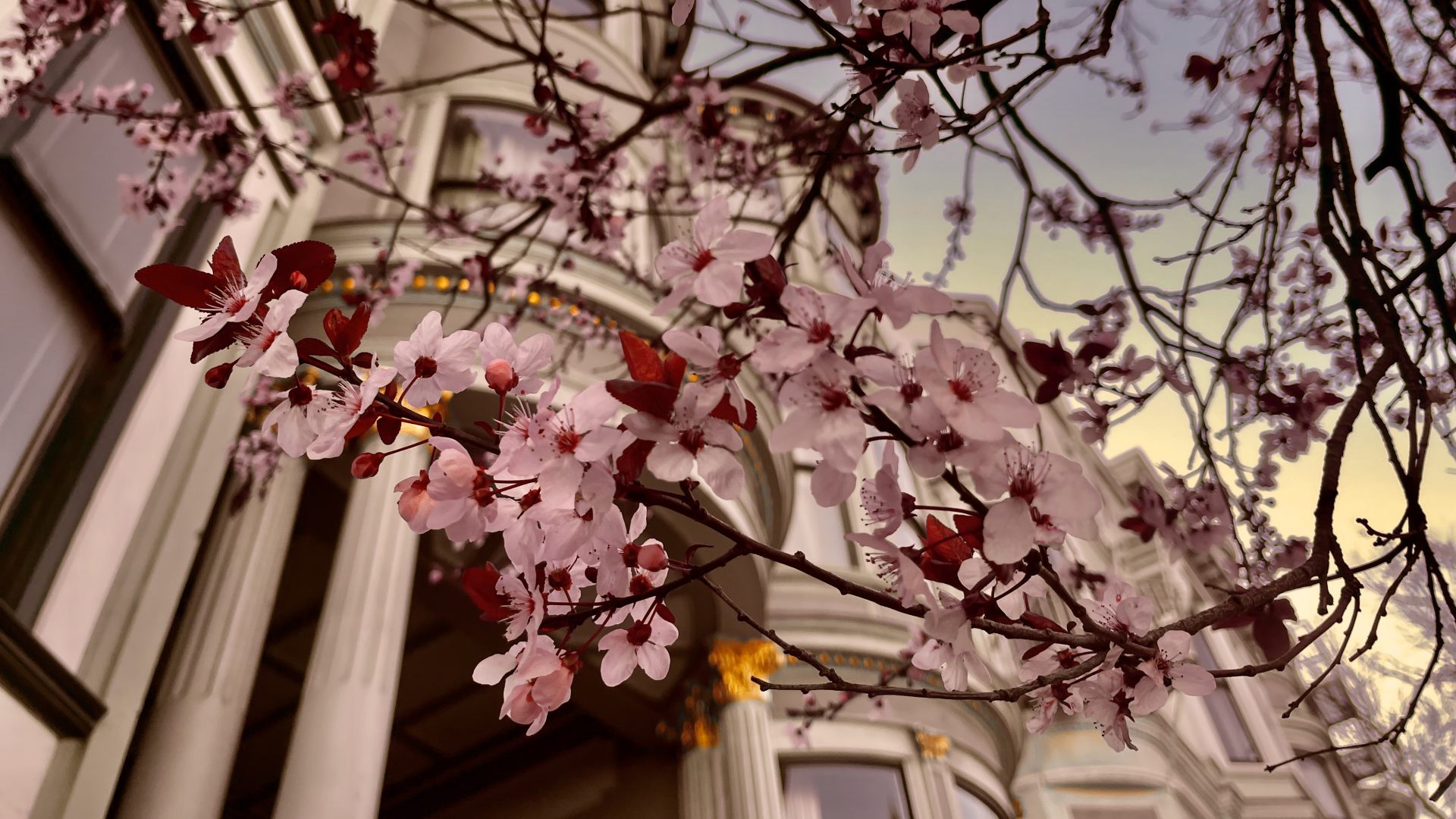 近所に咲いてた桜、早っ！