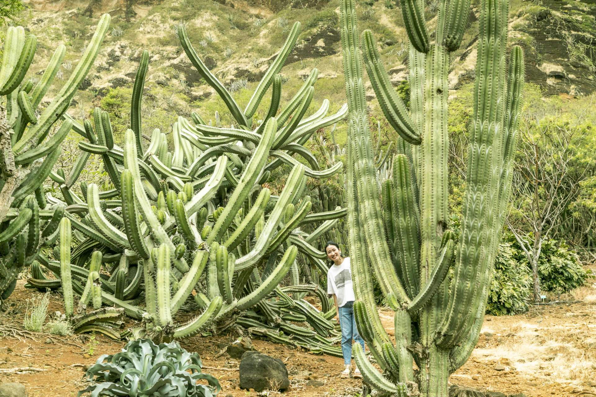 クレーター内部の地形を生かした植物園