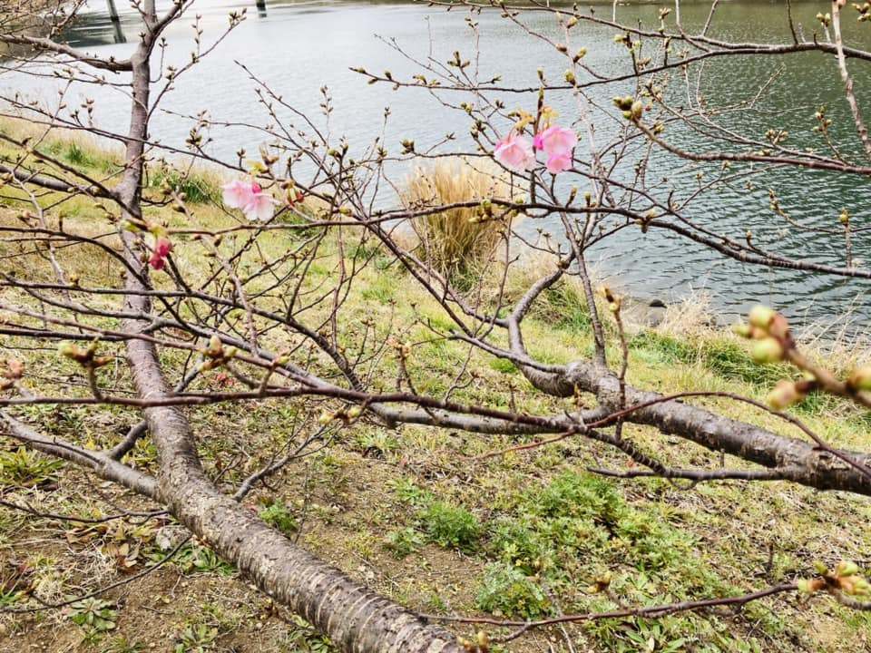 「みなみの桜(河津桜)」の開花状況はこんな感じ。これからですね！