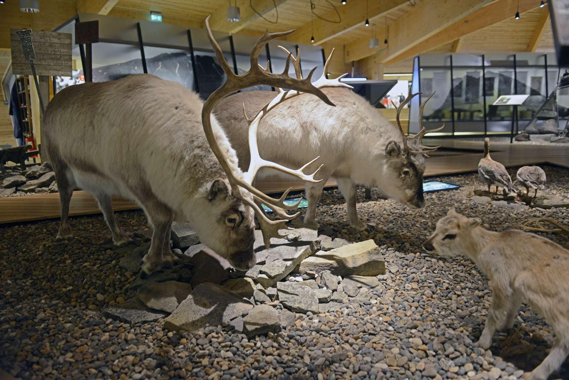 博物館の展示。スヴァールバル諸島のトナカイは厳しい自然に適応し足が短く進化した