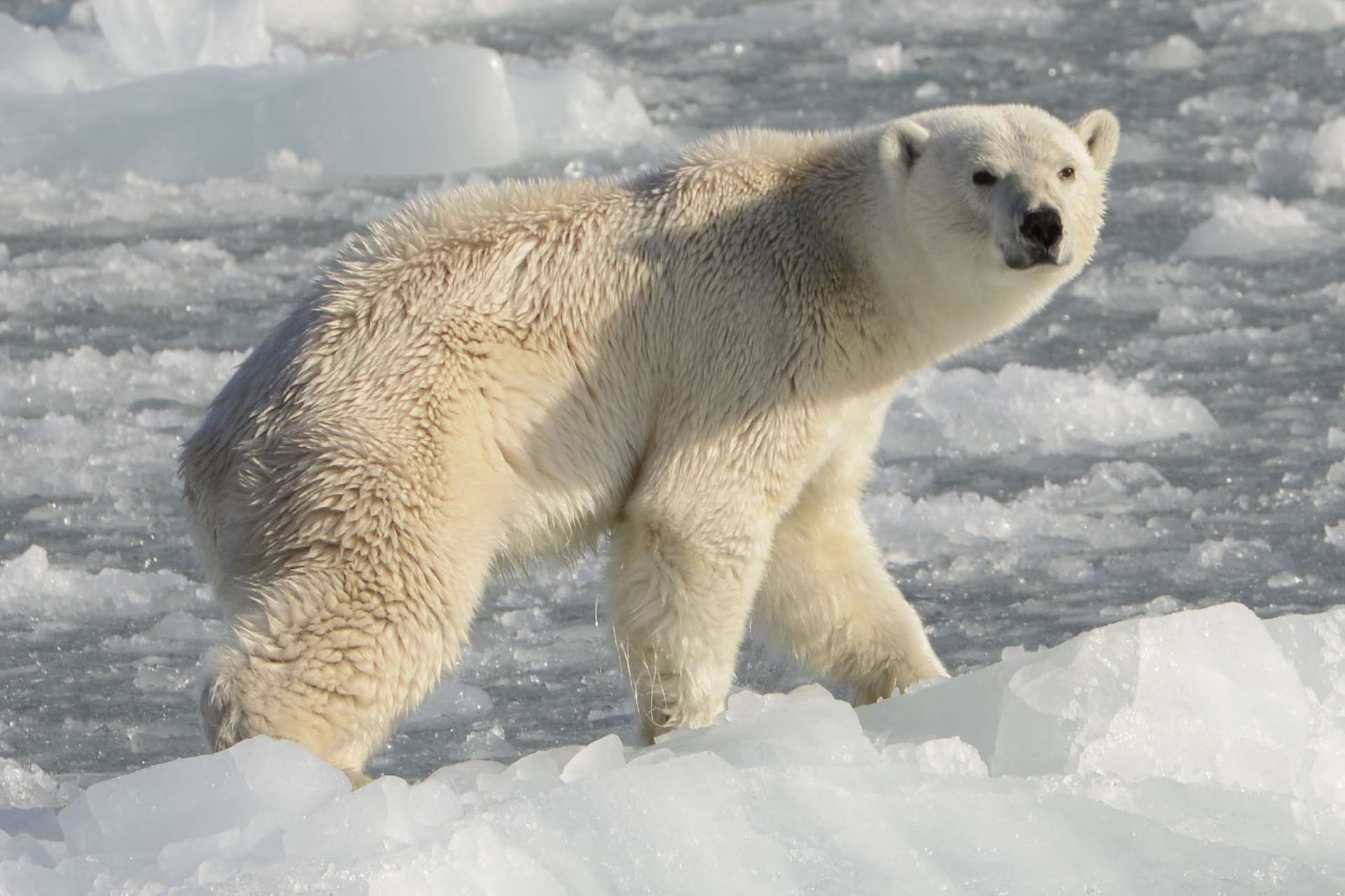 ヒグマに比べると頭の形と体格が違うことがよくわかる