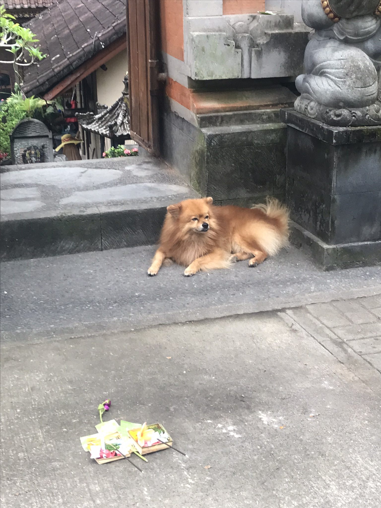 チャナン(御供え物)がある
家の入り口で
眠そうなワンコ