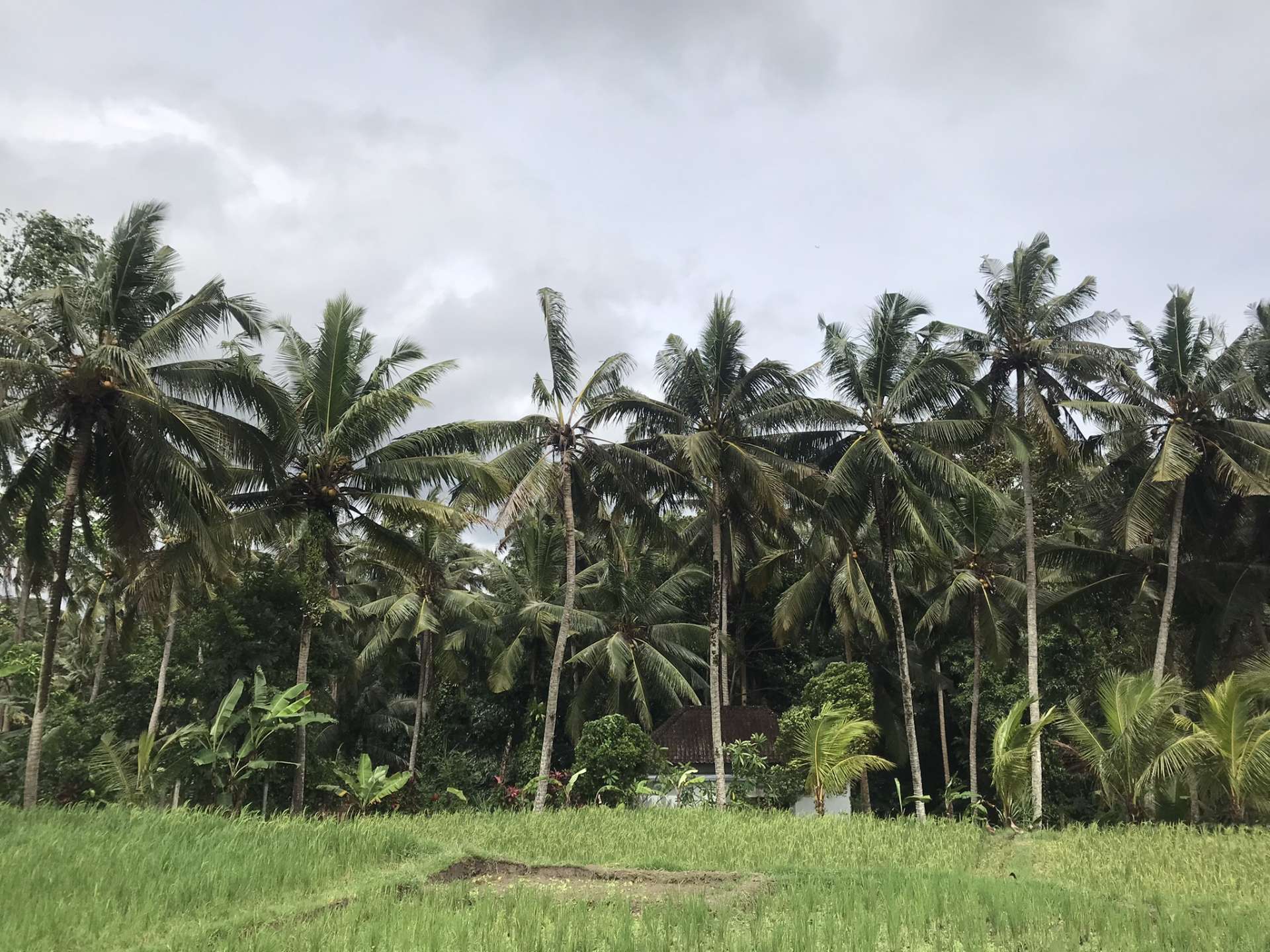 内陸は田園風景
川沿いに生育する
椰子の木が見られます