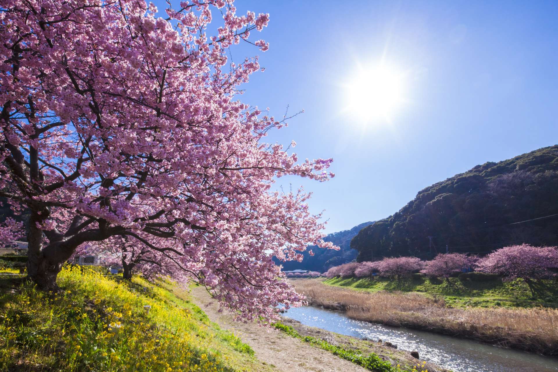 南伊豆　みなみの桜（河津桜）　例年の見頃：２月中旬～３月上旬