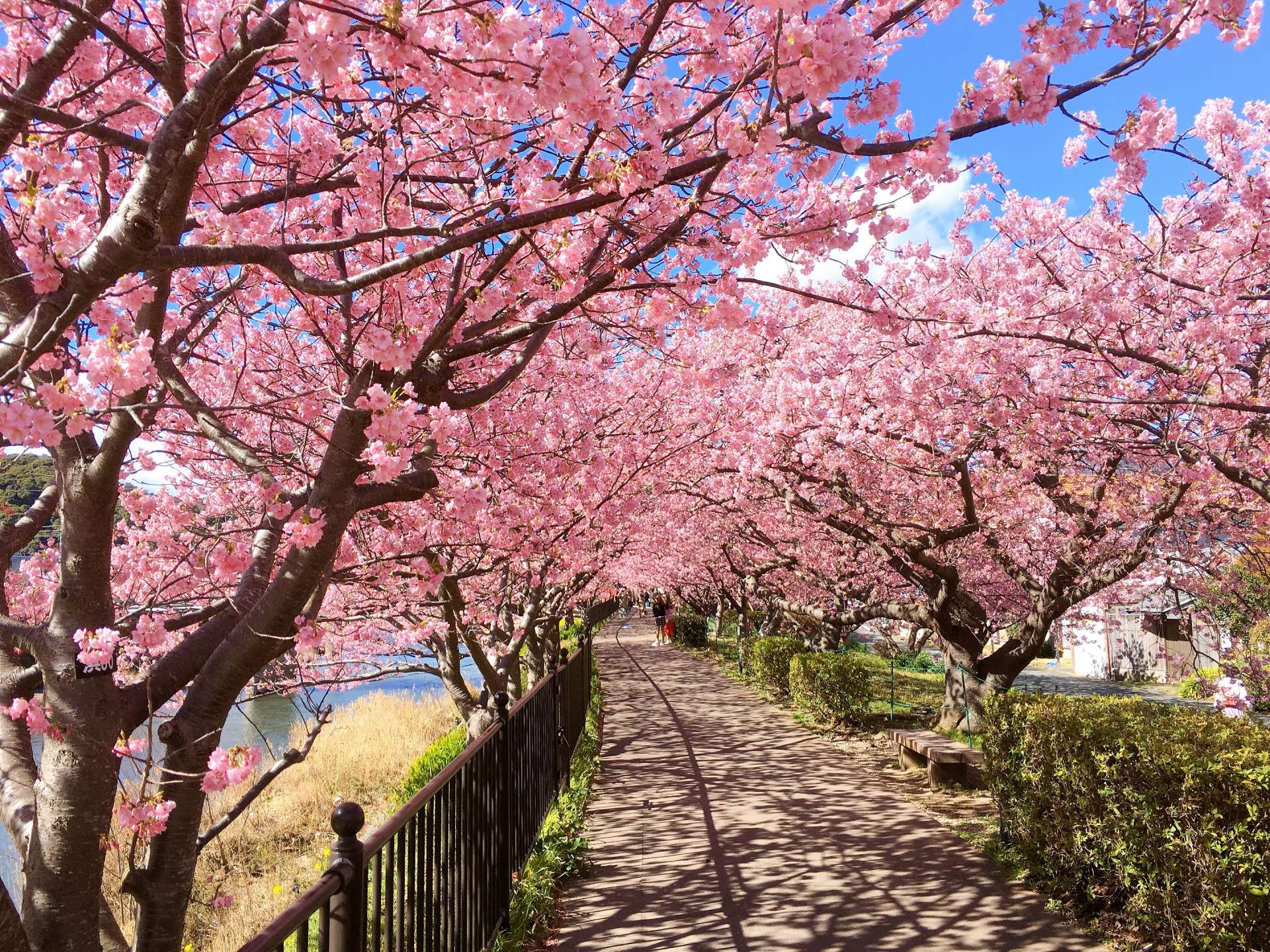 河津町　河津桜　例年の見頃：２月中旬～３月上旬