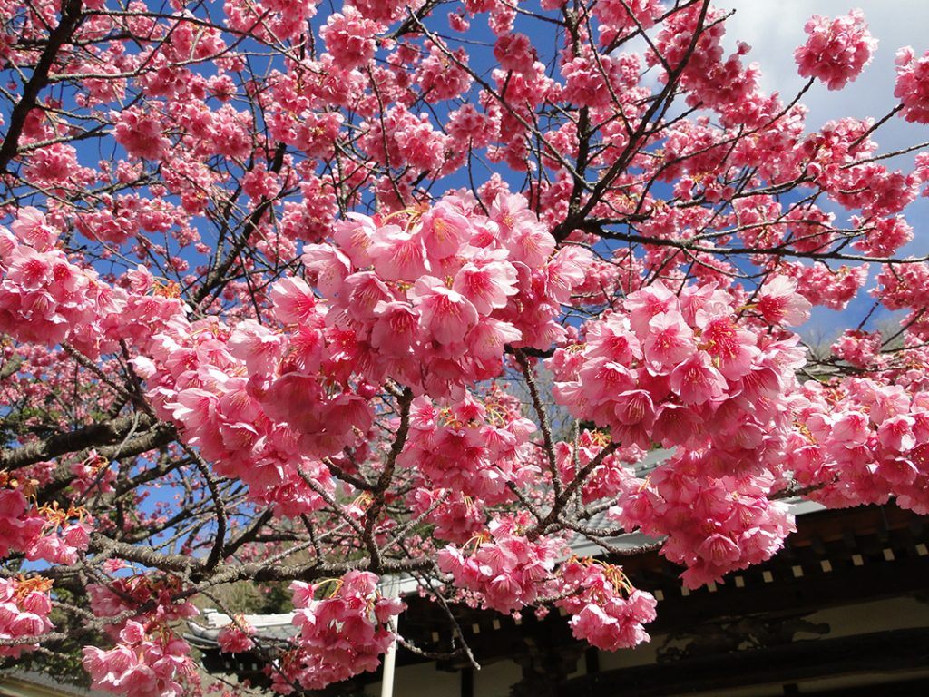 土肥　土肥桜　例年の見頃：１月中旬～２月中旬