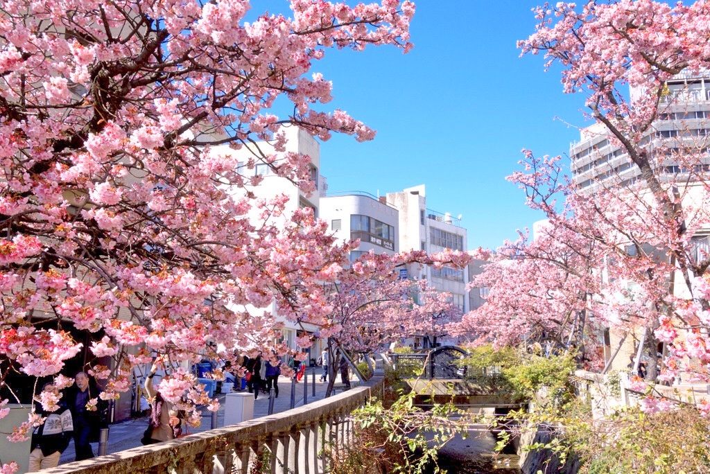 熱海　糸川桜　例年の見頃：１月下旬～２月中旬