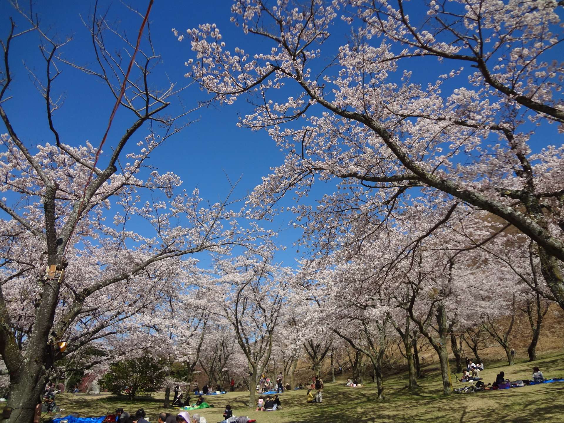 大室山さくらの里　例年の見頃：３月中旬～４月中旬