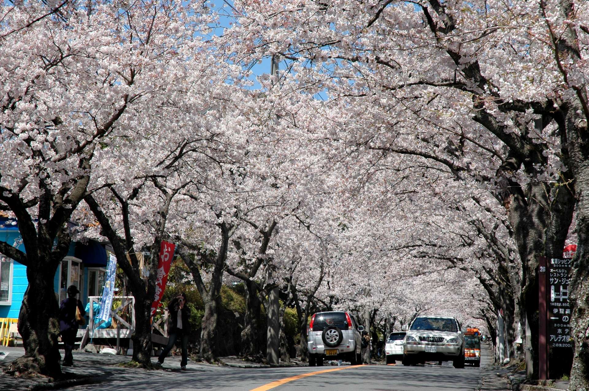 伊豆高原桜並木　例年の見頃：３月下旬～４月上旬