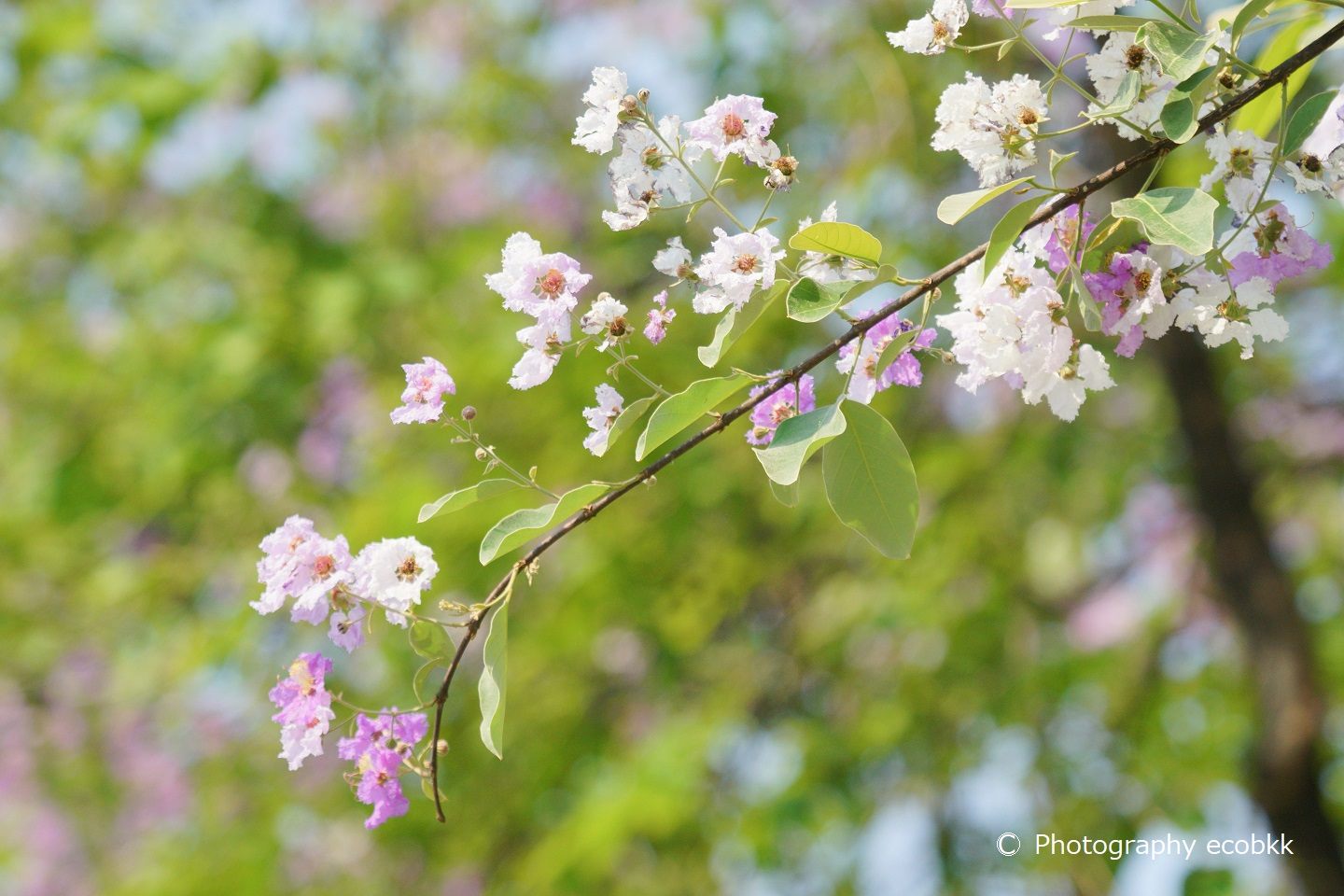 インタニンのお花は、白色っぽい色から紫色っぽい色まで