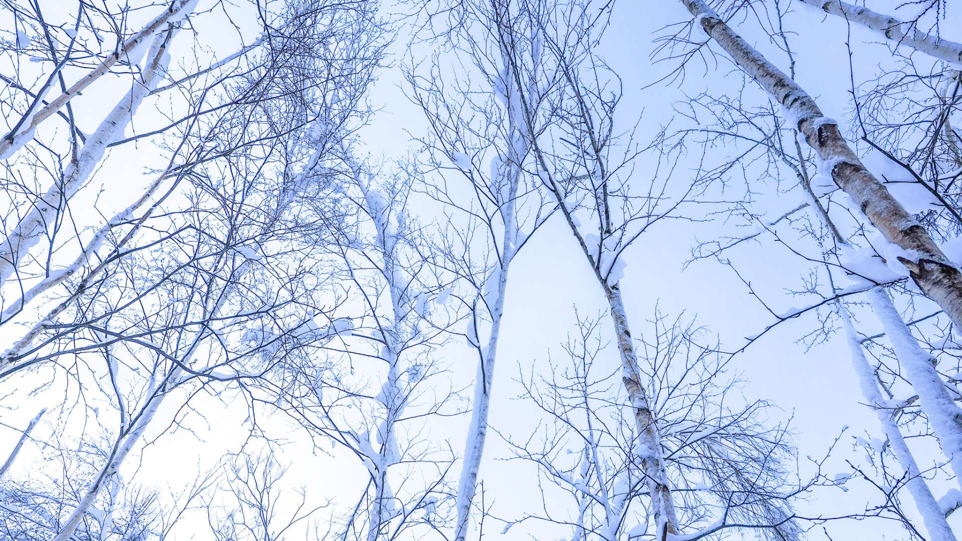 White birches with snow