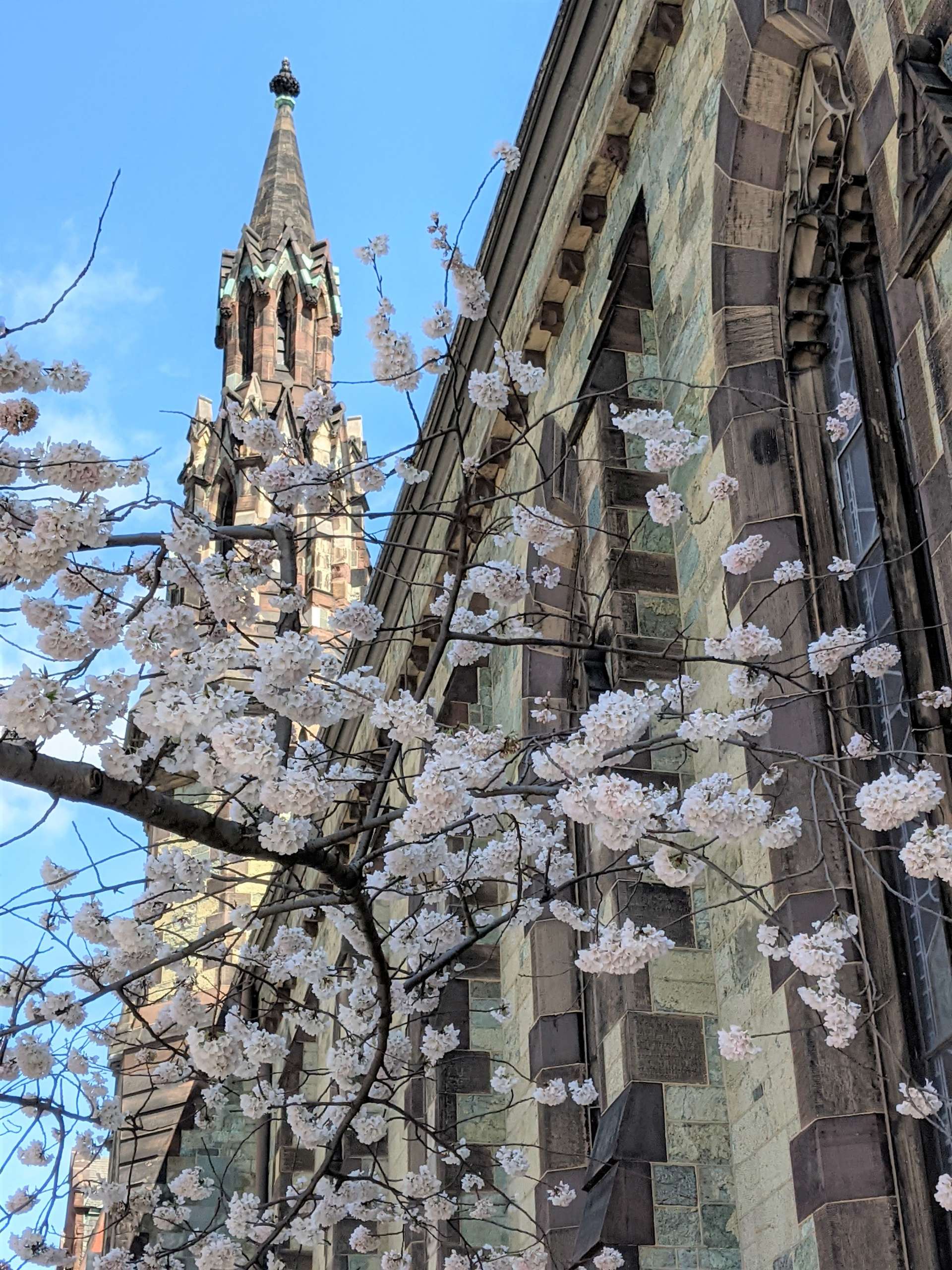 ４月のマウントバーノン界隈は桜並木が美しいことで有名 