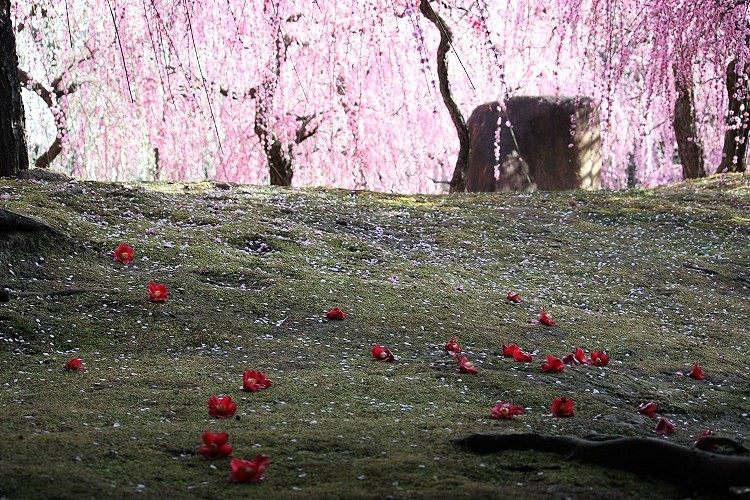 京都】春を実感‼「城南宮・神苑に咲く枝垂れ梅」 | 地球の歩き方