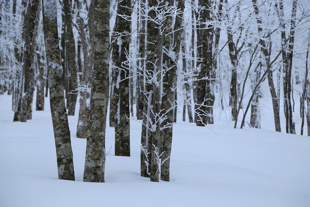 雄国沼までの登山道脇には、美しいブナの森が広がっています。