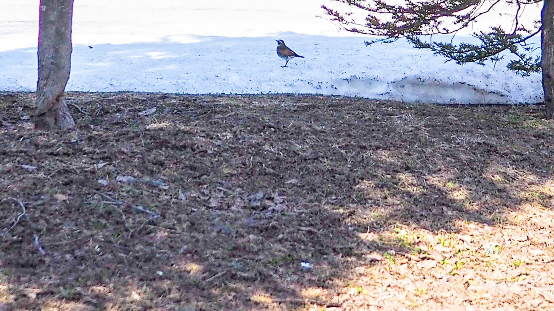 Thrush on the snow in Sapporo, March