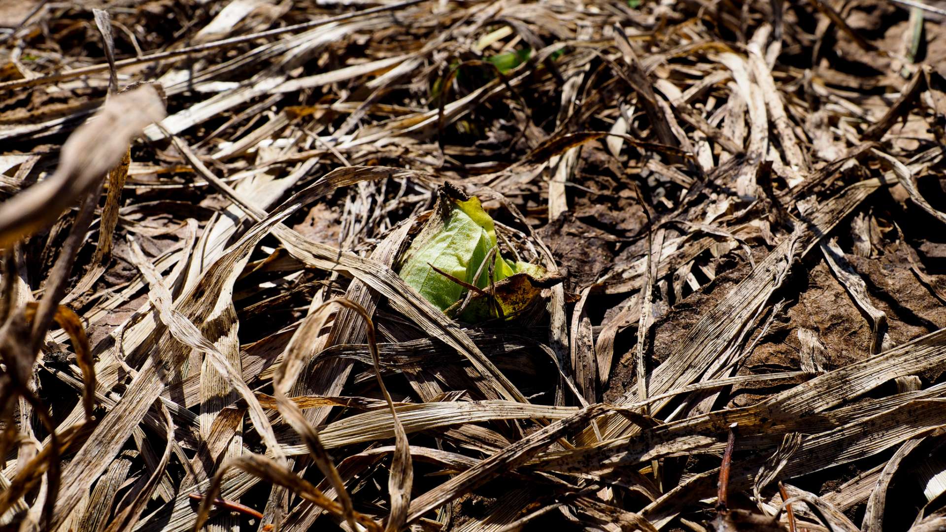 Butterbur sprout