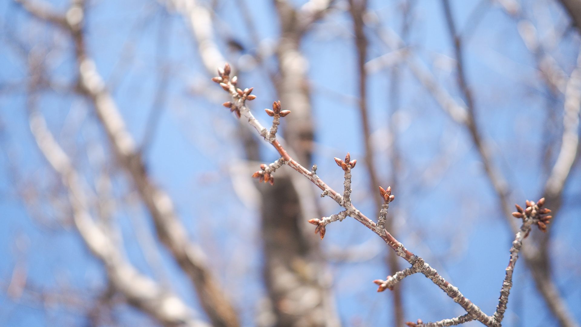 Winter buds of Sergent cherry