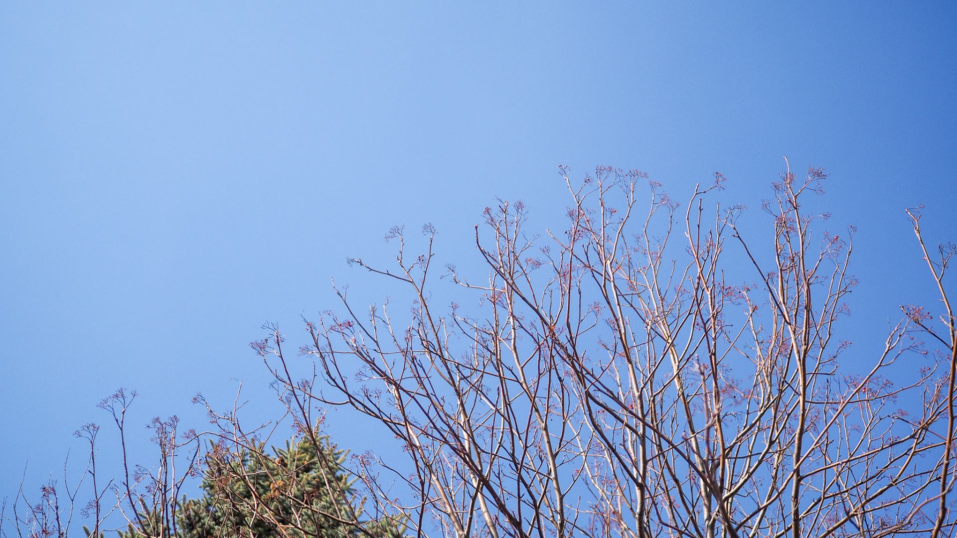 Bare branches of Rowan berry